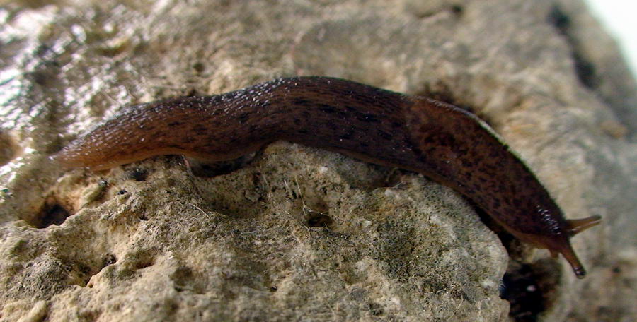 Limax dal Cilento (SA) M. Gelbison 1700 m